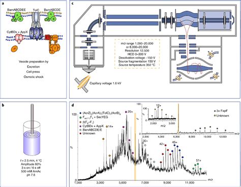 Native Mass Spectrometry Of Membrane Proteins Semantic Scholar