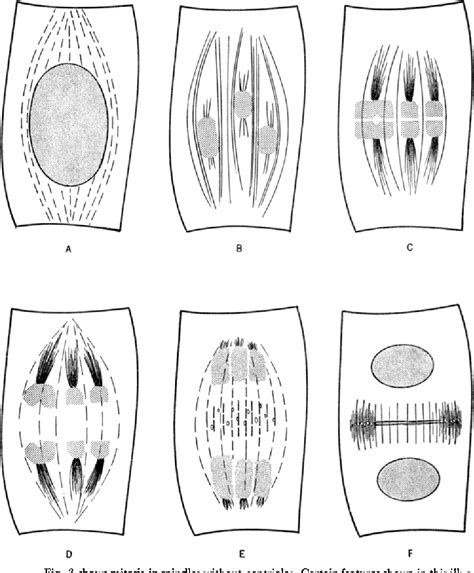 Mitotic Spindle Apparatus | Semantic Scholar