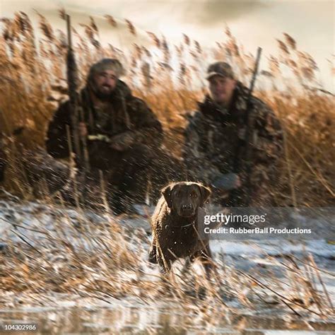 Labrador Retriever Hunting Photos and Premium High Res Pictures - Getty ...