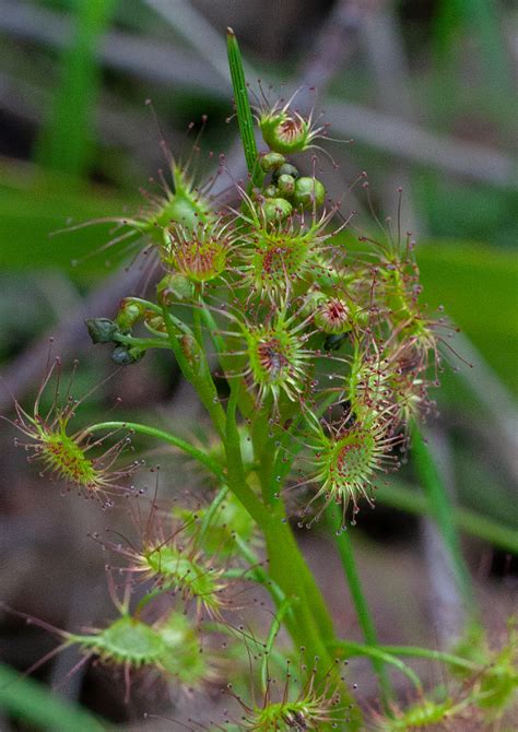 Tall Sundew From Main Ridge VIC 3928 Australia On August 19 2022 At