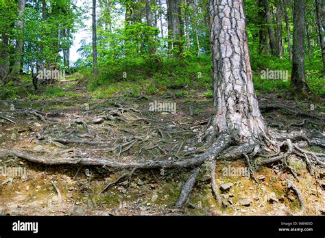 Baumwurzeln Baumwurzeln Stockfotos Und Bilder Kaufen Alamy