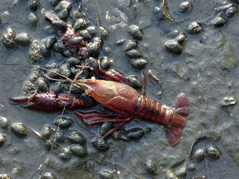 What Are Crayfish Doing In Long Island Sound Off Old Greenwich