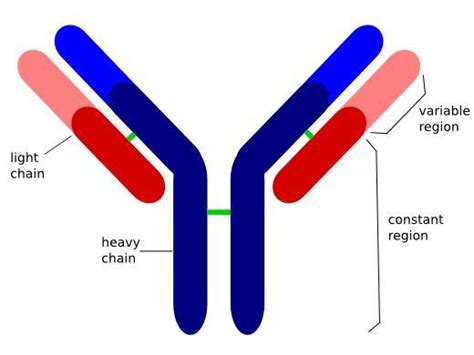 Sketch And Label The Structure Of Antibody