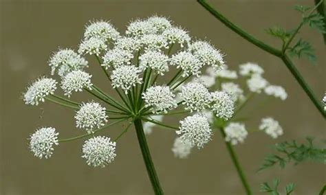 Las 10 flores más bellas y venenosas de la Tierra Metalli Rari