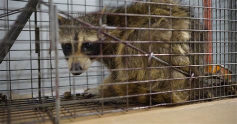 USDA dropping raccoon rabies vaccine in NET from aircraft this month ...