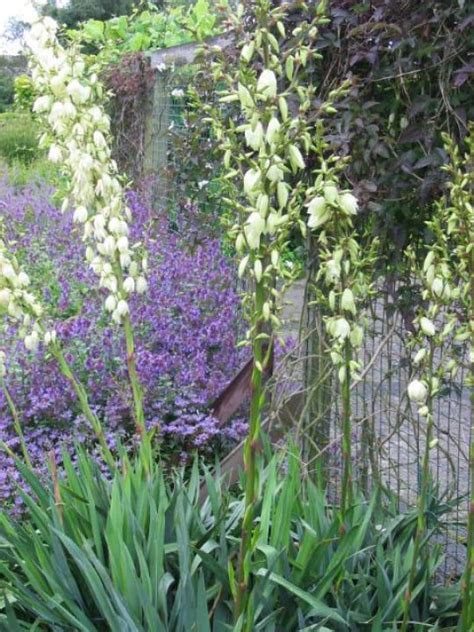 Yucca Flaccida Palmlelie De Tuinen Van Appeltern