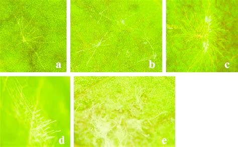 Ae Index Of Powdery Mildew Sphaerotheca Pannosa Var Rosae Infection