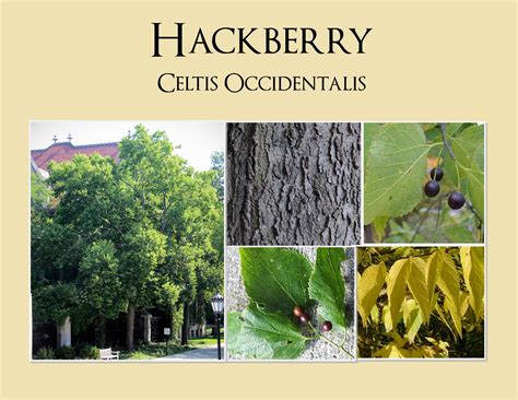 Recommended Trees | Chicago Heights, IL