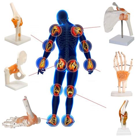 Buy Xuebai Human Adults Anatomy Skeleton Model Six Joint Model