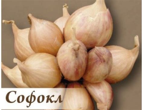 Семейный лук: посадка и уход в открытом грунте, выращивание, когда сажать