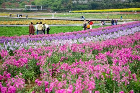 浙江金华：春意盎然 踏青赏花 人民图片网