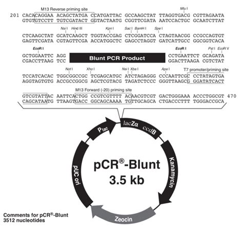 Solved 1. View the plasmid vector diagram. Identify the | Chegg.com