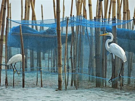 Chil-Li-Ka Lake (Chilika Lake , Puri, Orissa) - Tripoto