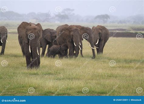 African Bush Elephants Herd Walking In The Field Under The Blue Sky