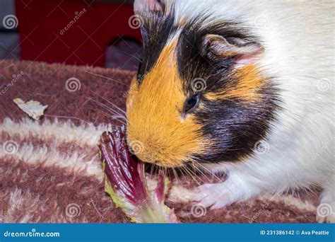 Domestic Guinea Pigs Cavia Porcellus Eating Stock Photo Image Of