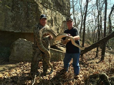 Giant Rattlesnake Found In Se Oklahoma R Natureismetal