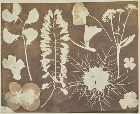 Hippolyte Bayard Arrangement Of Flowers About Part Of Dessins