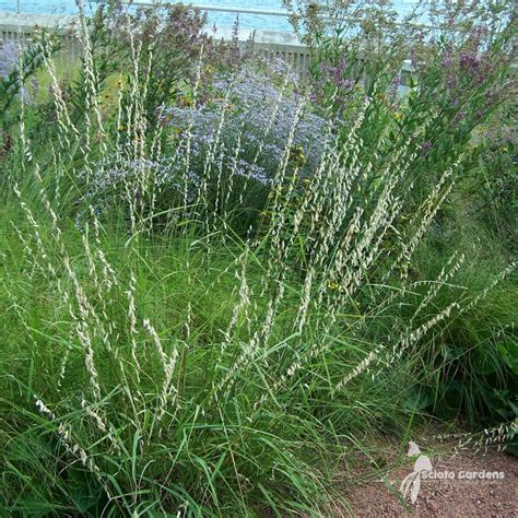 Bouteloua Curtipendula 1 Sideoats Grama Scioto Gardens Nursery