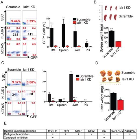 The Itim Containing Receptor Lair1 Is Essential For Acute Myeloid