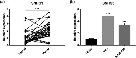 Lncrna Snhg3 Promoted Cell Proliferation Migration And Metastasis Of