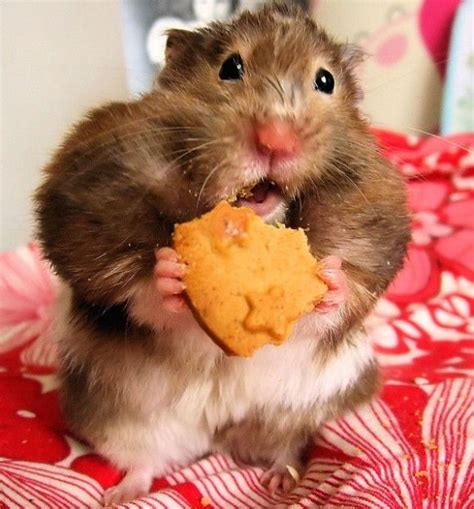 17 Best images about How Cute Are Hamsters ! on Pinterest | Blue cups ...