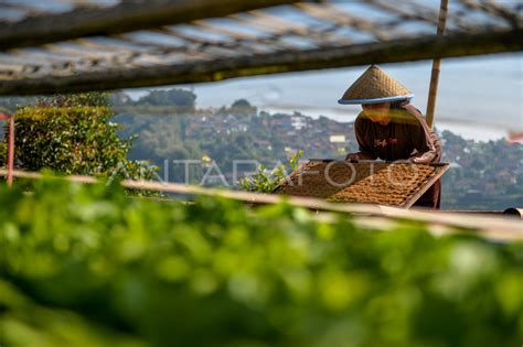 Rencana Kenaikan Tarif Cukai Hasil Tembakau ANTARA Foto