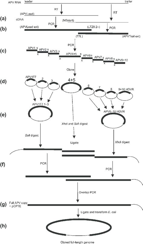 Schematic Representation Of Cloning Strategy For Generation Of A CDNA