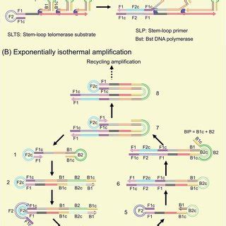 Detection Of Telomerase Activity From The Hela Cancer Cells A