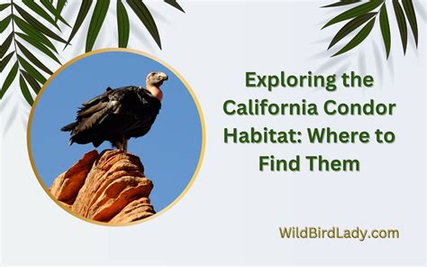 Exploring the California Condor Habitat: Where to Find Them