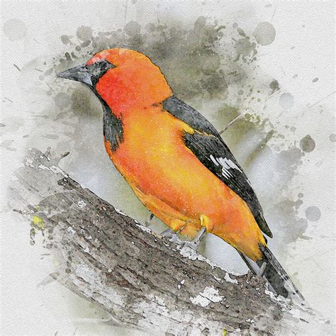 Download Bird, Orange, Animal. Royalty-Free Stock Illustration Image ...