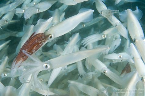 Common Squid Mating Eggs 019803 Matthew Meier Photography