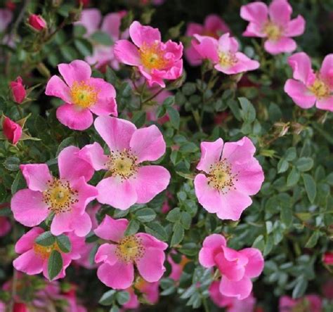 Pink Groundcover Roses: 8 Best Low-Growing, Easy Care Varieties - SONG ...