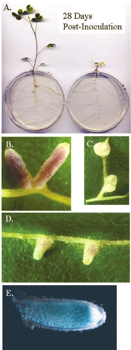 Plant Growth And Nodule Morphology Resulting From Symbiosis Of Alfalfa Download Scientific