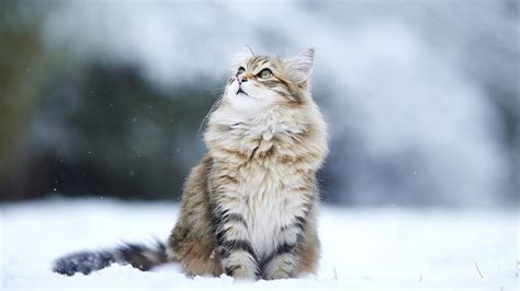 1920x1080 Cat In Winter Laptop Full HD 1080P ,HD 4k Wallpapers,Images ...