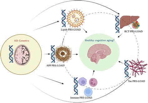 Biological Pathways Comprising Enrichment Of Genes Harboring Variants