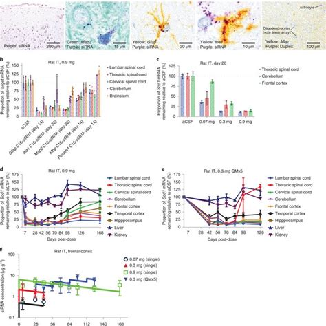 Translation Of C16 Sirna Activity In Nhp Eye A C16 Sirna Targeting Ttr Download Scientific