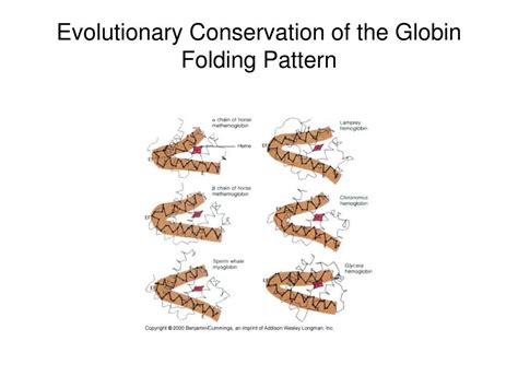 Ppt Protein Function And Evolution Powerpoint Presentation Free