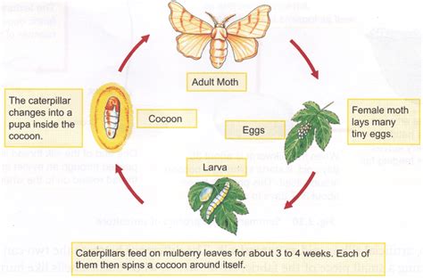 Life Cycle Of A Silk Worm Natural Silk Factory