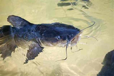 What Eats Catfish In A Pond What You Need To Know