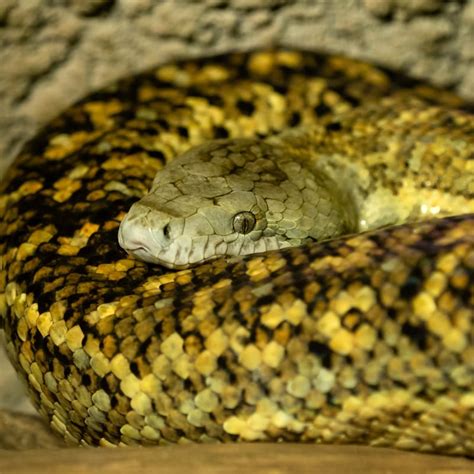 Jamaican Boa | Tulsa Zoo