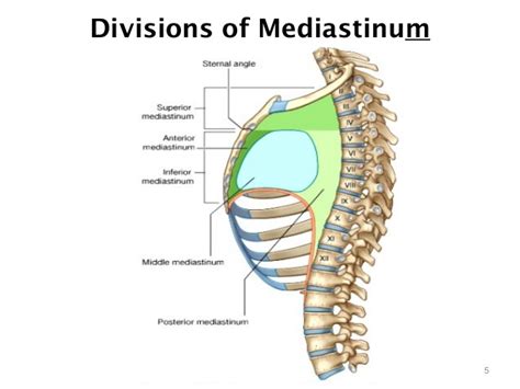 Mediastinum Anatomy Location Function And Faqs