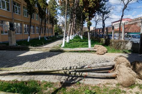 Campanie De Plantări De Copaci La Cluj Napoca Ziarulfacliaro