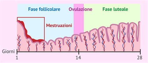 Cambiamenti Nell Endometrio Durante Il Ciclo Mestruale