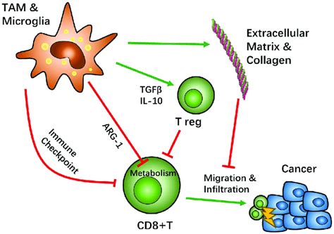 Crosstalk Between Tumor Associated Macrophages Tams And Download Scientific Diagram