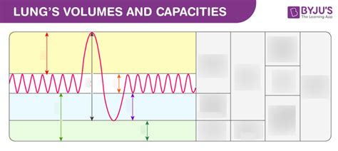 Respiratory Volumes And Capacities Diagram Quizlet