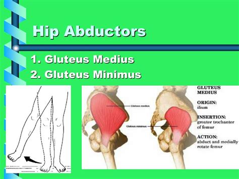 Hip Abductors Form At Katrina Mcandrews Blog