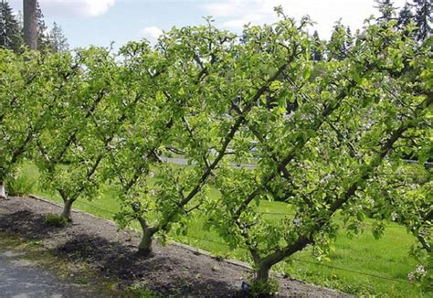 Living lattice fence. Espalier & Wall Trees in Early America | Dream ...