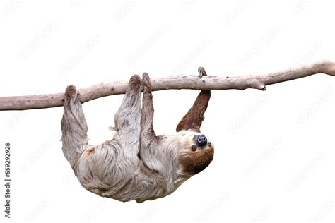 Cute Two Toed Sloth Hanging On Tree Branch Isolated On Transparent