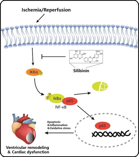 Protective Role Of Silibinin Against Myocardial Ischemiareperfusion