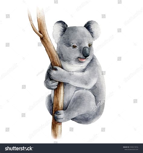 Koala Bear Watercolor Illustration Australia Symbol Stock Illustration ...